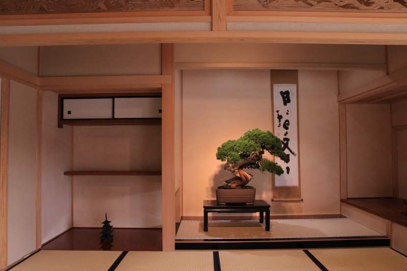 Bonsai Museum - Japanese Juniper