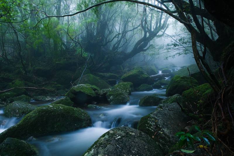 Yakushima Island Monoke forest