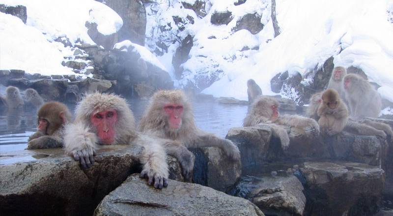 Nagano Onsen Monkeys
