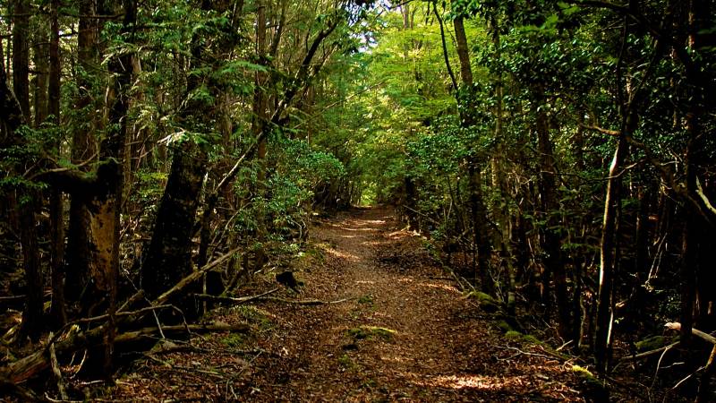 Aokigahara suicide forest